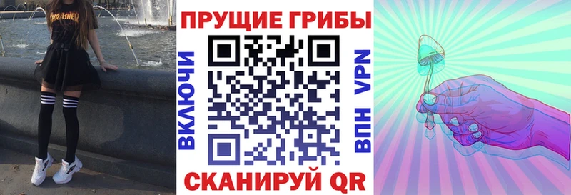 Псилоцибиновые грибы Psilocybe  кракен ССЫЛКА  Новодвинск  магазин   
